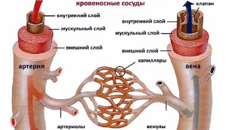 Функции кровеносных сосудов – артерии, капилляры, вены