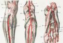 Функции кровеносных сосудов – артерии, капилляры, вены
